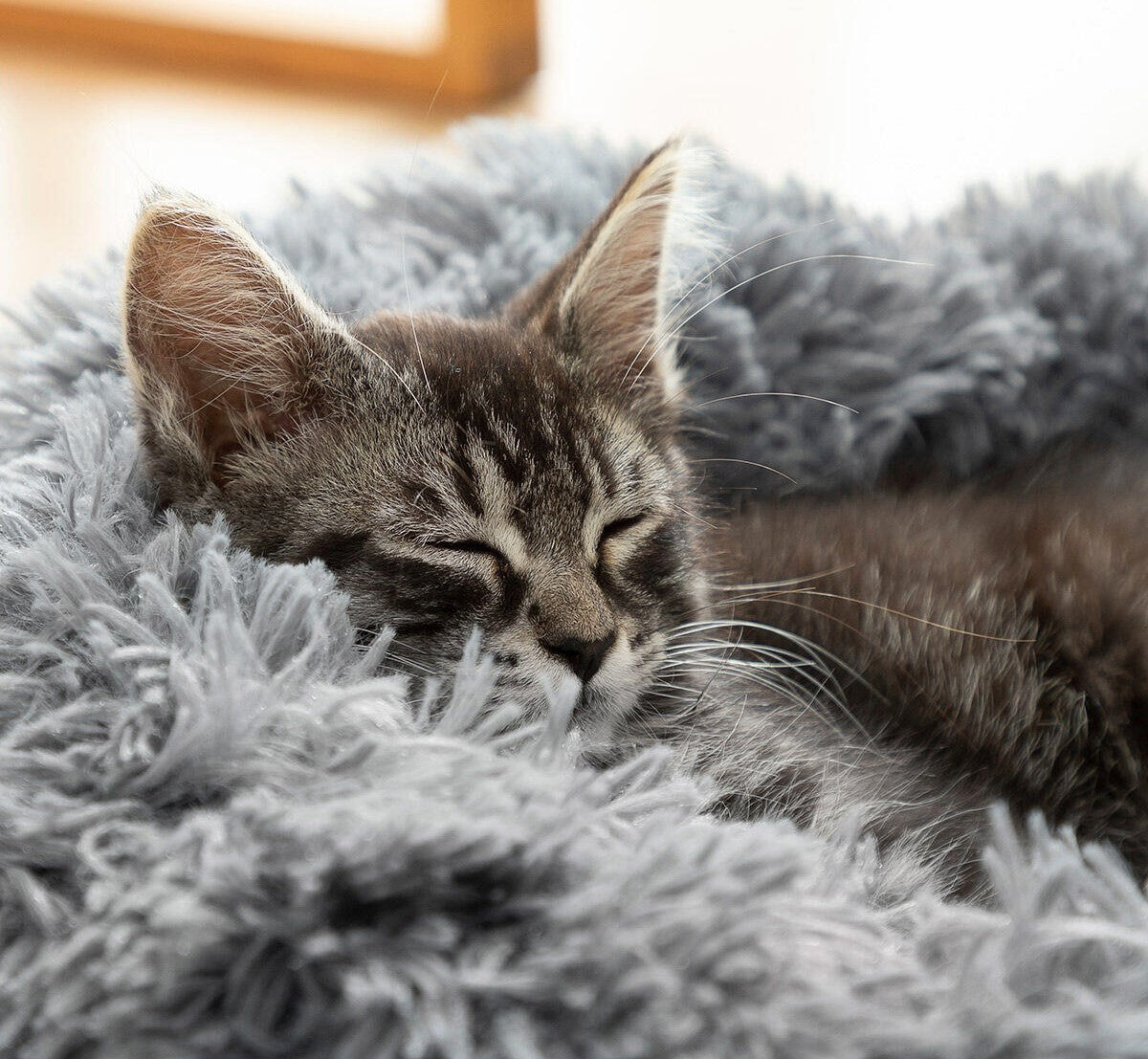Cama Antiestrés para Mascotas